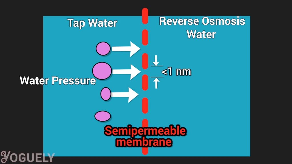 The solutes, which are the substances dissolved in the water, are too large to pass through the membrane pores. Therefore, the membrane filters them out.