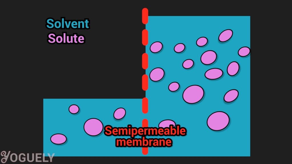 We call it reverse osmosis because its opposite than what wants to happens in nature. Solvents naturally want to move from a place of low solute concentration to an area of high solute concentration. This continues until the concentration is the same on either side. This is the natural process of osmosis.