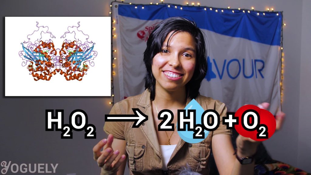 This protein catalase is an enzyme that accelerates a really neat chemical reaction. The degradation of hydrogen peroxide into harmless water and oxygen.