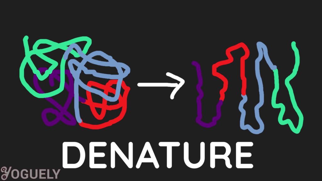Surfactants also unfold the proteins of microorganisms, solubilizing it, and destructuring it so it is no longer in the right shape to function. This process is called denaturation. By denaturing the proteins in a living cell, it either disrupts cell activity or kills the cell completely.