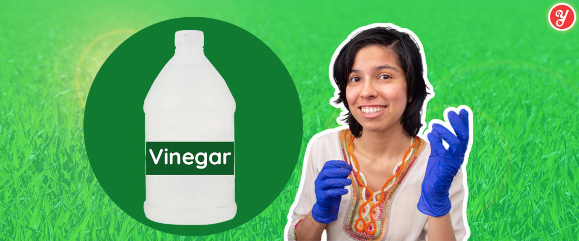 Yoguely shows you exactly how to use vinegar the right way to safely clean and even disinfect surfaces from certain microbes.