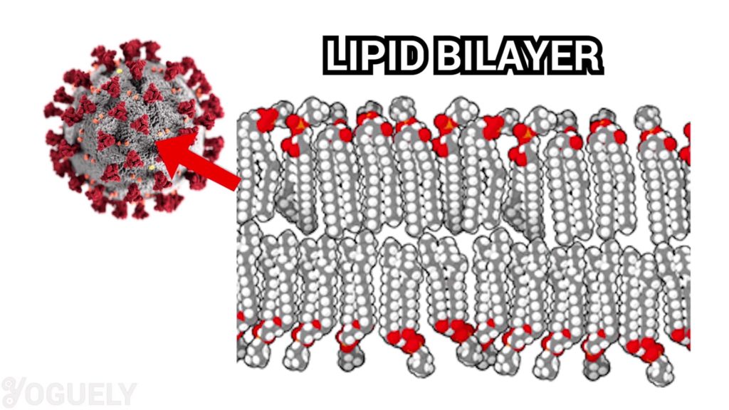 Surfactants, like those in soap and detergent, kills microorganisms by disorganizing their membrane lipid bilayer. To explain, the lipid bilayer is what makes up the cell membrane of almost all life forms.